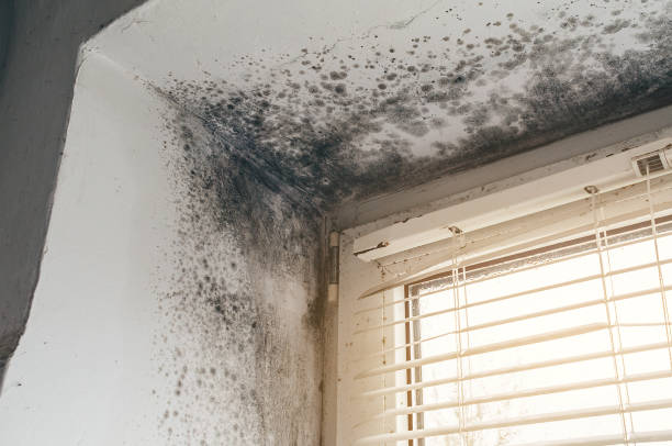 Affordable Mold Remediation solutions in Huntingtown, MD